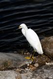 Snowy Egret on edge of water